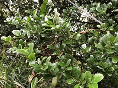 Ilex maximowicziana