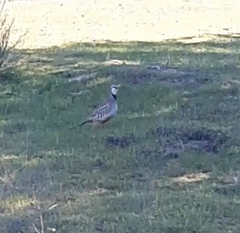 Alectoris rufa hispanica