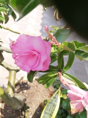 Neriinae