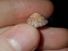 Bembicium