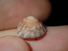 Bembicium