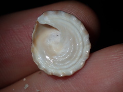 Bembicium