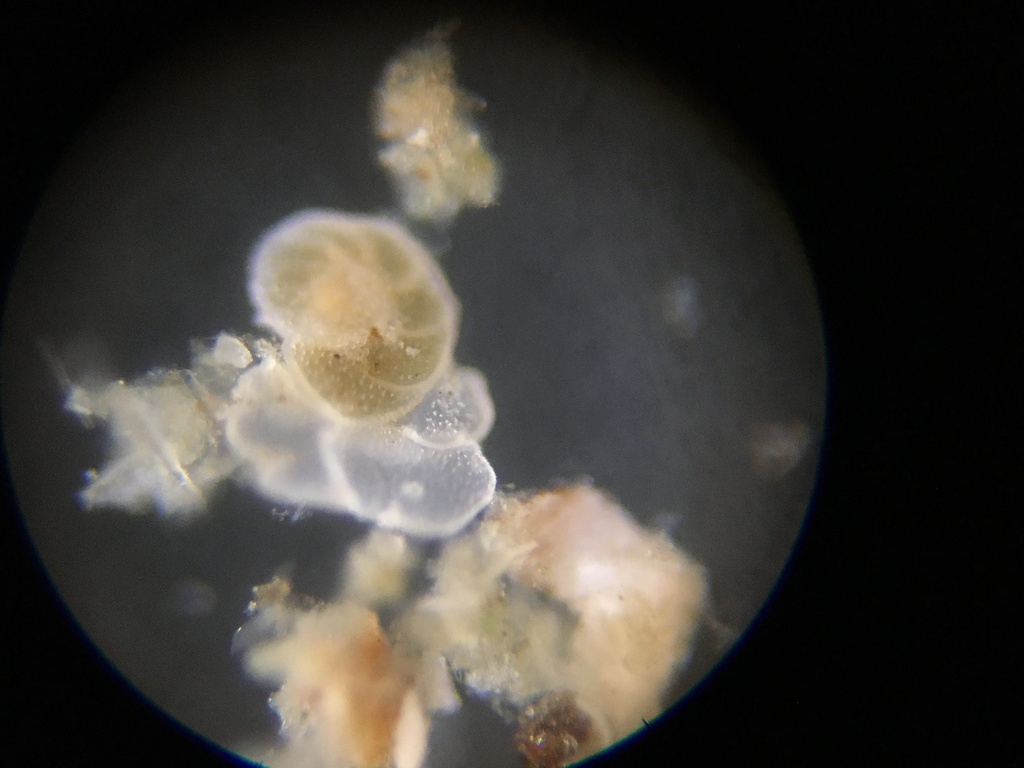 Cibicidoides variabilis