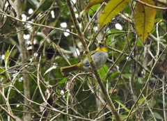 Chlorospingus flavigularis