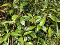 Ardisia chinensis