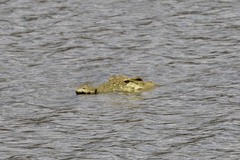 Crocodylus niloticus africanus