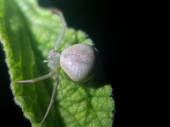 Misumenops rubrodecoratus