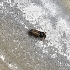 Trypodendron