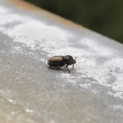Trypodendron