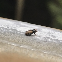 Trypodendron
