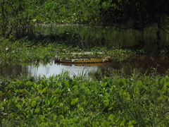 Victoria amazonica