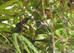 Chlorospingus flavigularis