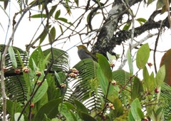 Chlorospingus flavigularis