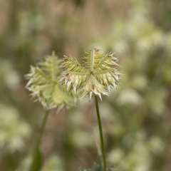 Dactyloctenium radulans
