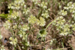 Dactyloctenium radulans