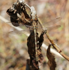Zephyrogomphus lateralis