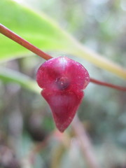 Stelis purpurea