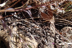 Acritoscincus platynotus