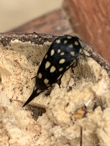 Hoshihananomia chrysophora · NaturaLista Colombia