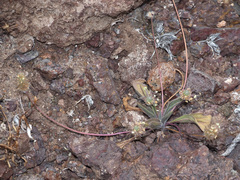 Plantago amplexicaulis