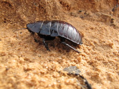 Geoscapheus robustus