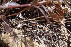 Acritoscincus platynotus