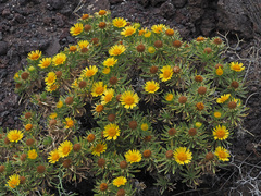 Asteriscus graveolens stenophyllus