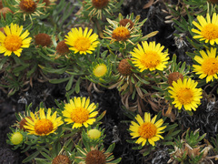 Asteriscus graveolens stenophyllus