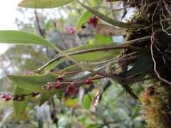 Stelis purpurea
