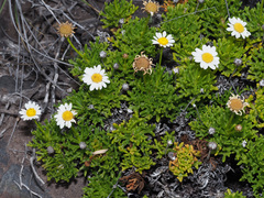 Argyranthemum frutescens subsp. canariae image