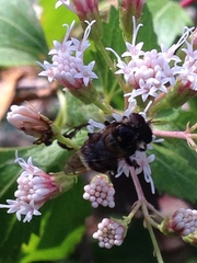 Copestylum tamaulipanum