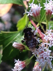 Copestylum tamaulipanum