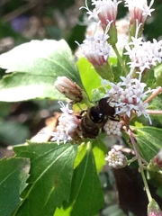Copestylum tamaulipanum