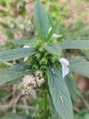 Leucas aspera