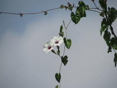 Ipomoea squamosa