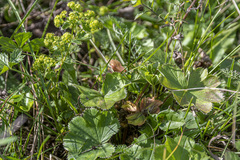 Alchemilla krylovii