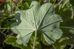 Alchemilla krylovii