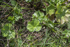 Alchemilla krylovii
