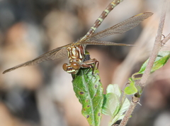 Zephyrogomphus lateralis