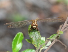 Zephyrogomphus lateralis