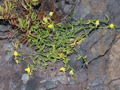 Nanorrhinum urbanii