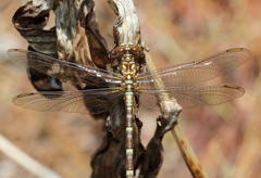 Zephyrogomphus lateralis