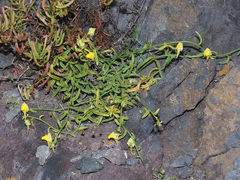 Nanorrhinum urbanii