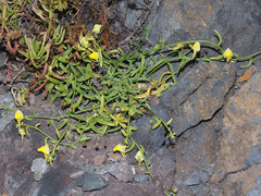 Nanorrhinum urbanii