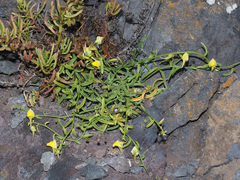 Nanorrhinum urbanii