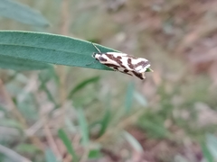 Epithymema incomposita