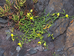 Nanorrhinum urbanii