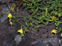 Nanorrhinum urbanii
