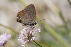 Satyrium esculi