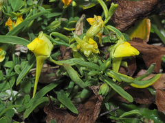Nanorrhinum urbanii